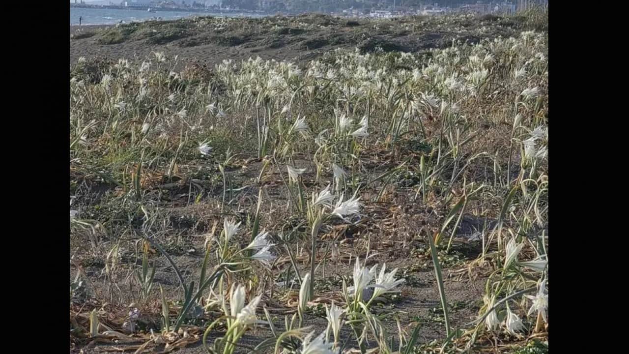 Foto - Sahili kum zambakları süsledi! Koparanı 700 bin TL ceza bekliyor