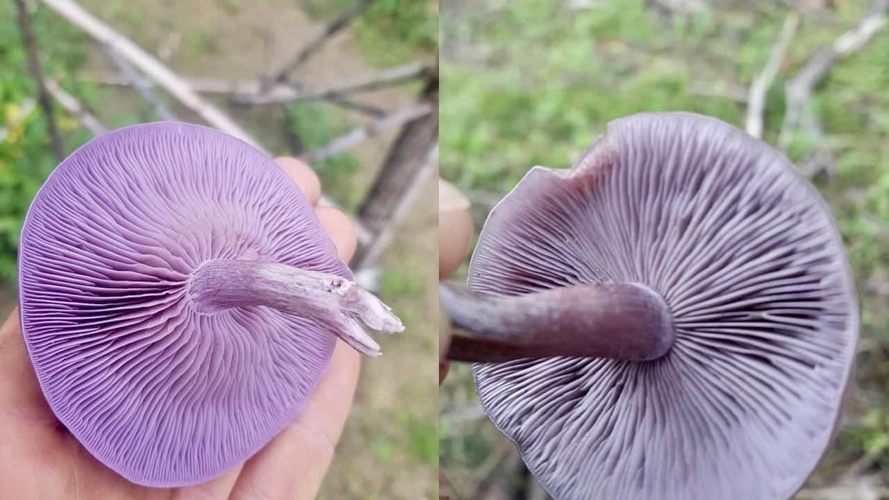  Sahte Mor Cincile (Lepista sordida): Bilecik'te ormanlık alanda yetişen kanlıca mantarı gibi inandırıcı