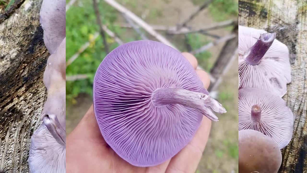 Foto - Sahte Mor Cincile (Lepista sordida): Bilecik'te ormanlık alanda yetişen kanlıca mantarı gibi inandırıcı