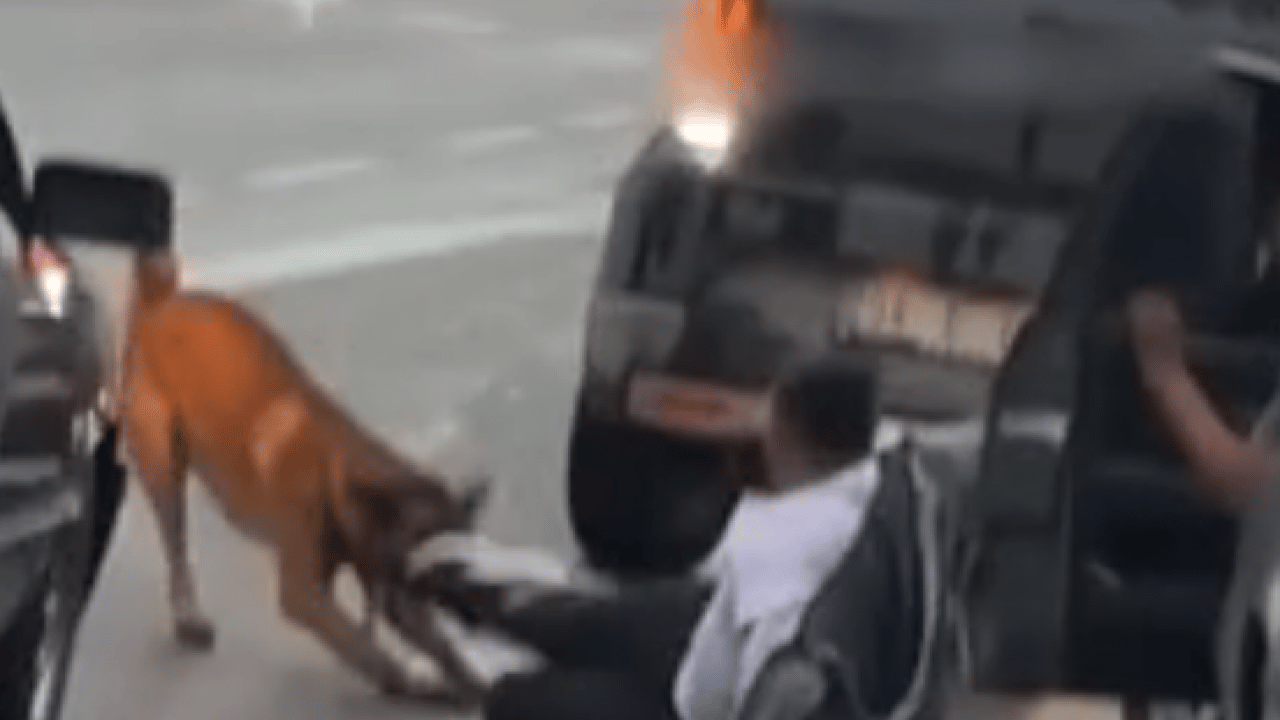Foto - Sakarya’da ekmek almaya giderken saldırıya uğramıştı: Yaşadığı köpek dehşetini anlattı