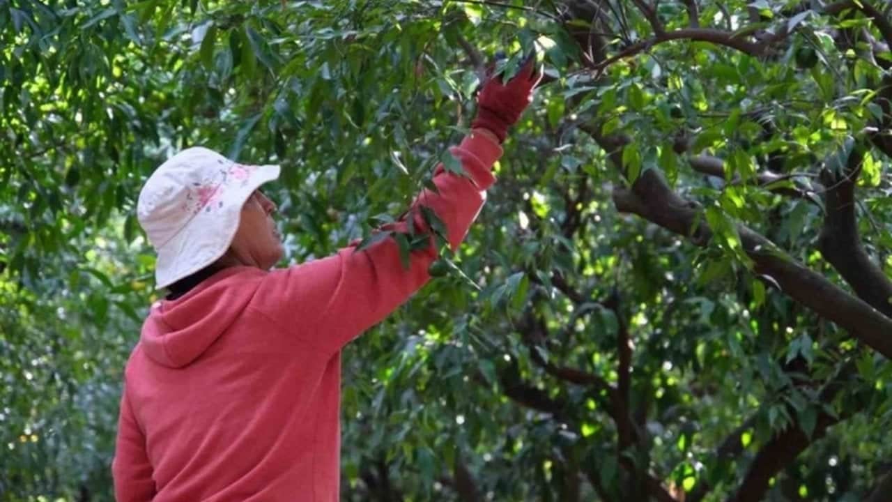 Foto - Sararmadan toplanan o lezzet kapış kapış gidiyor! Lüks oteller ve restoranlar bu hasat için birbiriyle yarışıyor