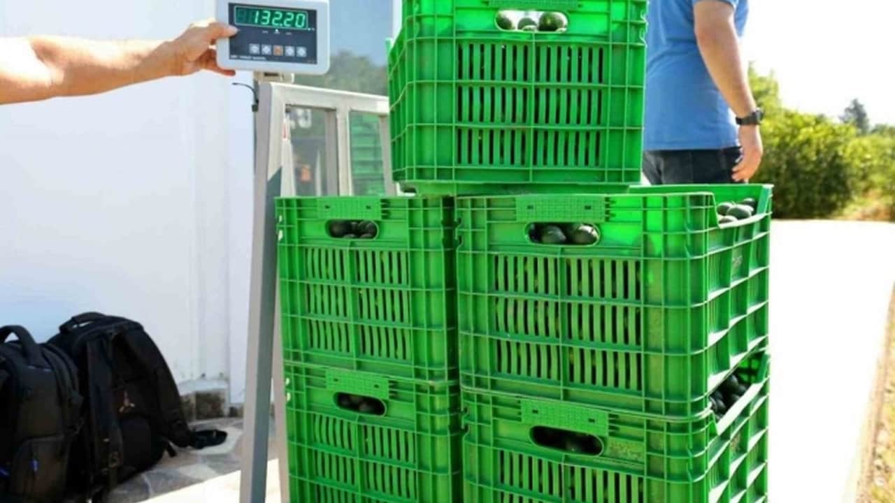 Foto - Sararmadan toplanan o lezzet kapış kapış gidiyor! Lüks oteller ve restoranlar bu hasat için birbiriyle yarışıyor