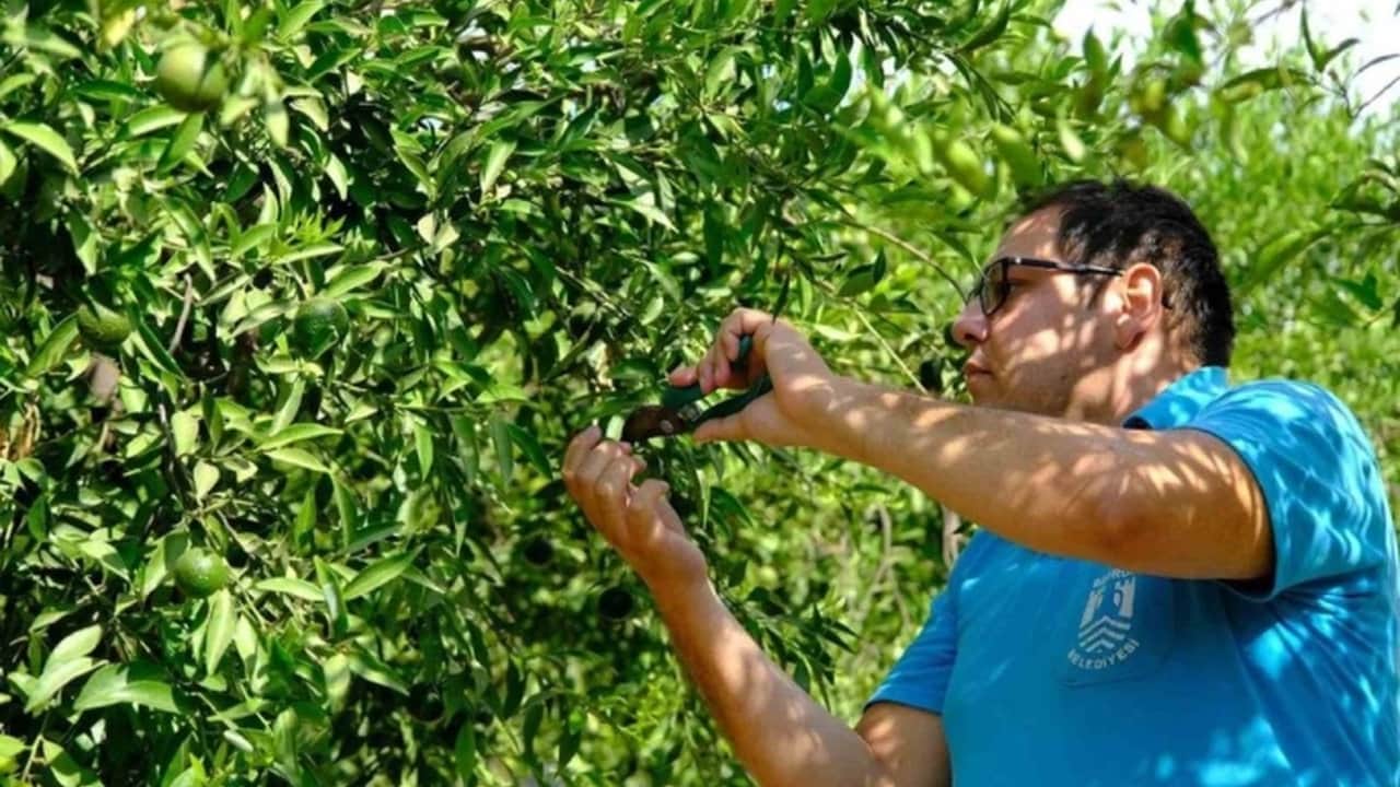 Foto - Sararmadan toplanan o lezzet kapış kapış gidiyor! Lüks oteller ve restoranlar bu hasat için birbiriyle yarışıyor