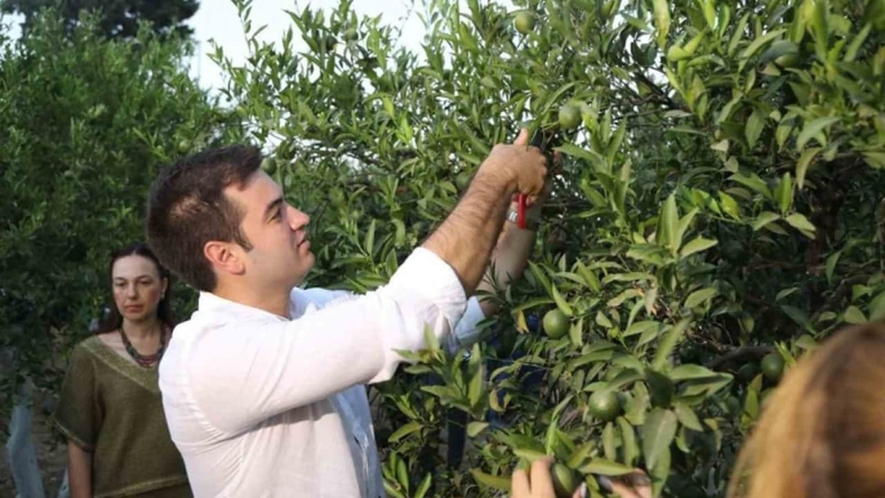 Foto - Sararmadan toplanan o lezzet kapış kapış gidiyor! Lüks oteller ve restoranlar bu hasat için birbiriyle yarışıyor