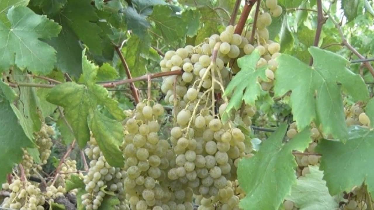 Foto - Sarı altın Müşküle üzümünde hasat başladı