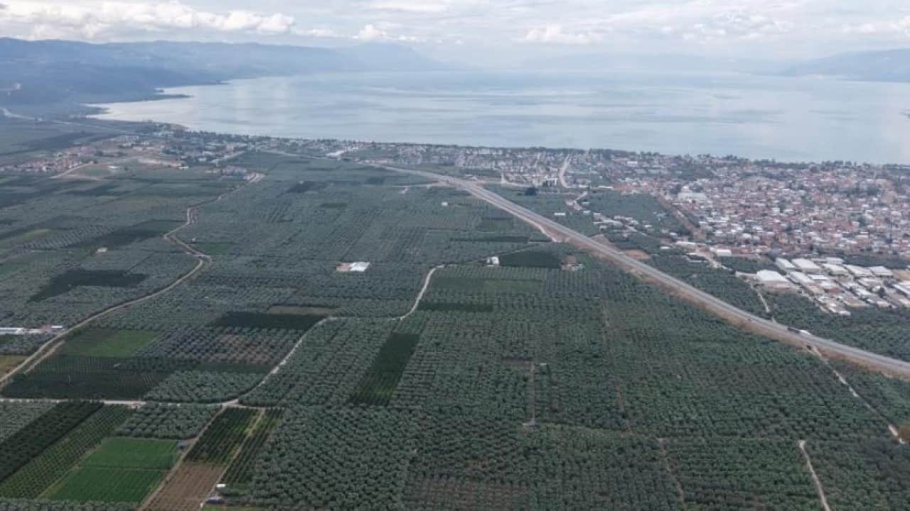 Foto - Sarı altın Müşküle üzümünde hasat başladı