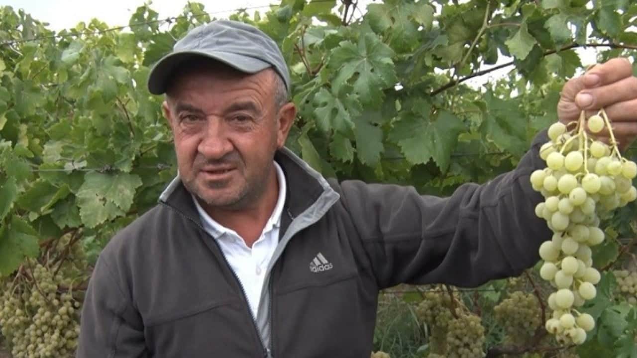 Sarı altın Müşküle üzümünde hasat başladı