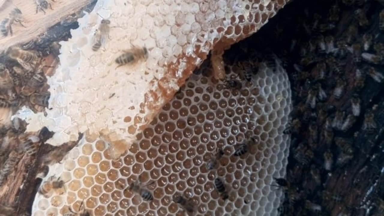Foto - Sason'da ağaç kovuklarından çıkan balın kilosu çeyrek altını geride bıraktı
