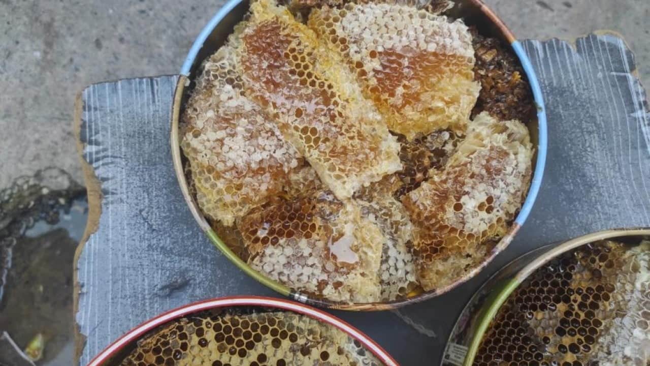 Sason'da ağaç kovuklarından çıkan balın kilosu çeyrek altını geride bıraktı