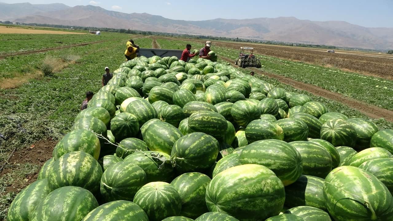 Foto - Şehre tam iki milyar lira kazandıracak: Türkiye’nin dört bir yanına TIR’lar dolusu gönderiyorlar