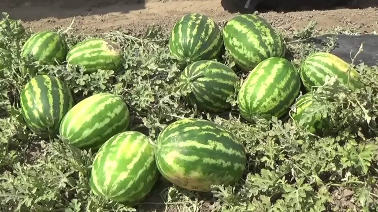Foto - Şehre tam iki milyar lira kazandıracak: Türkiye’nin dört bir yanına TIR’lar dolusu gönderiyorlar