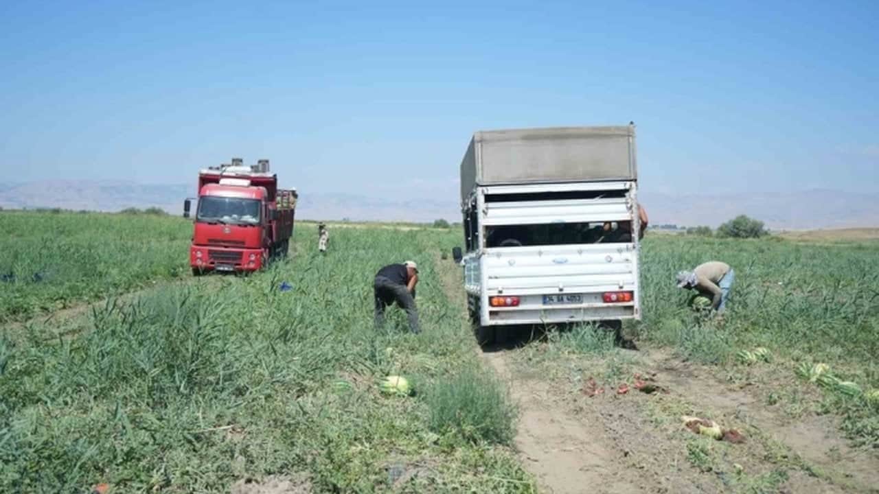 Şehre tam iki milyar lira kazandıracak: Türkiye’nin dört bir yanına TIR’lar dolusu gönderiyorlar