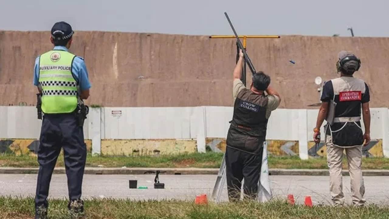 Foto - Şehri istila edip herkese saldırmaya başlayınca vur izni çıktı! Kargalara silahlı operasyon...