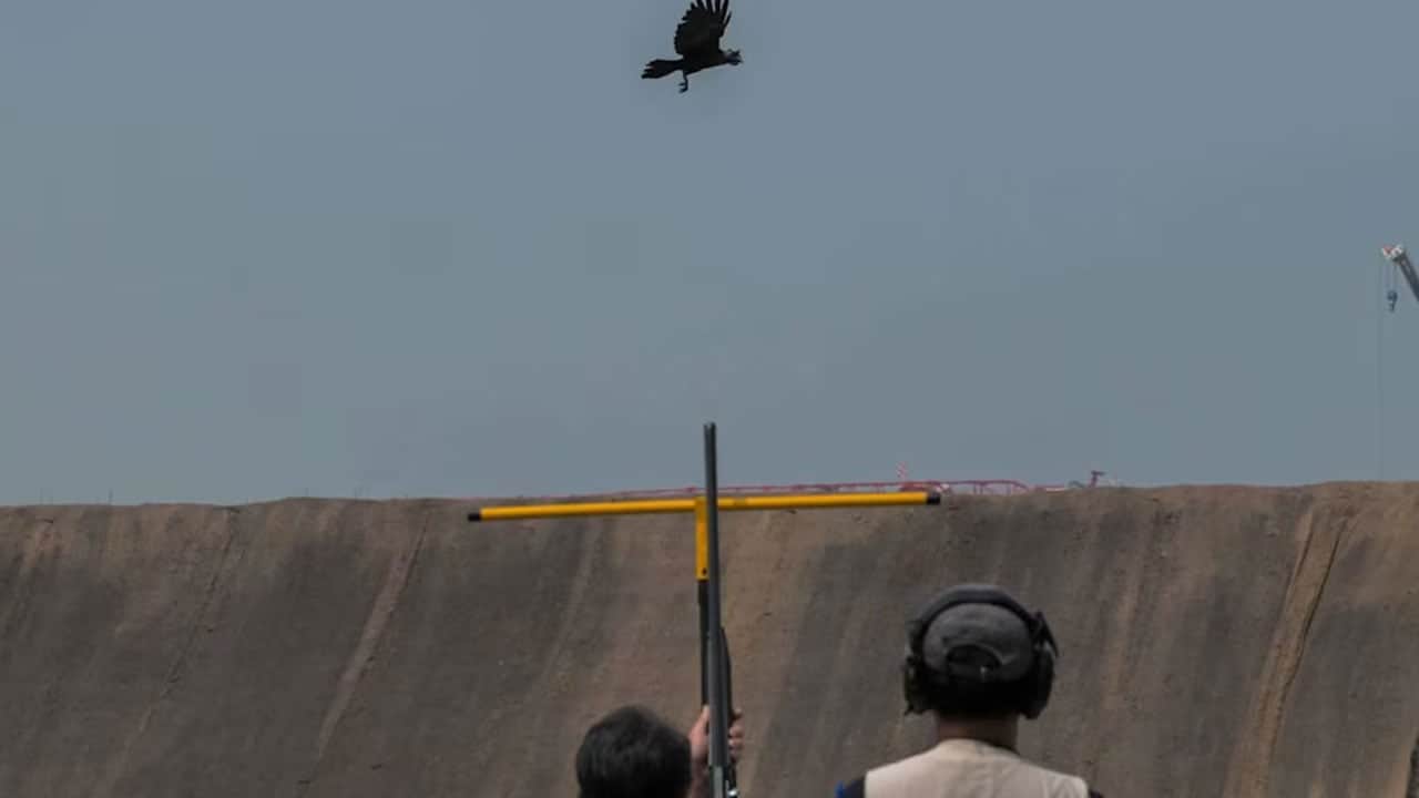 Foto - Şehri istila edip herkese saldırmaya başlayınca vur izni çıktı! Kargalara silahlı operasyon...
