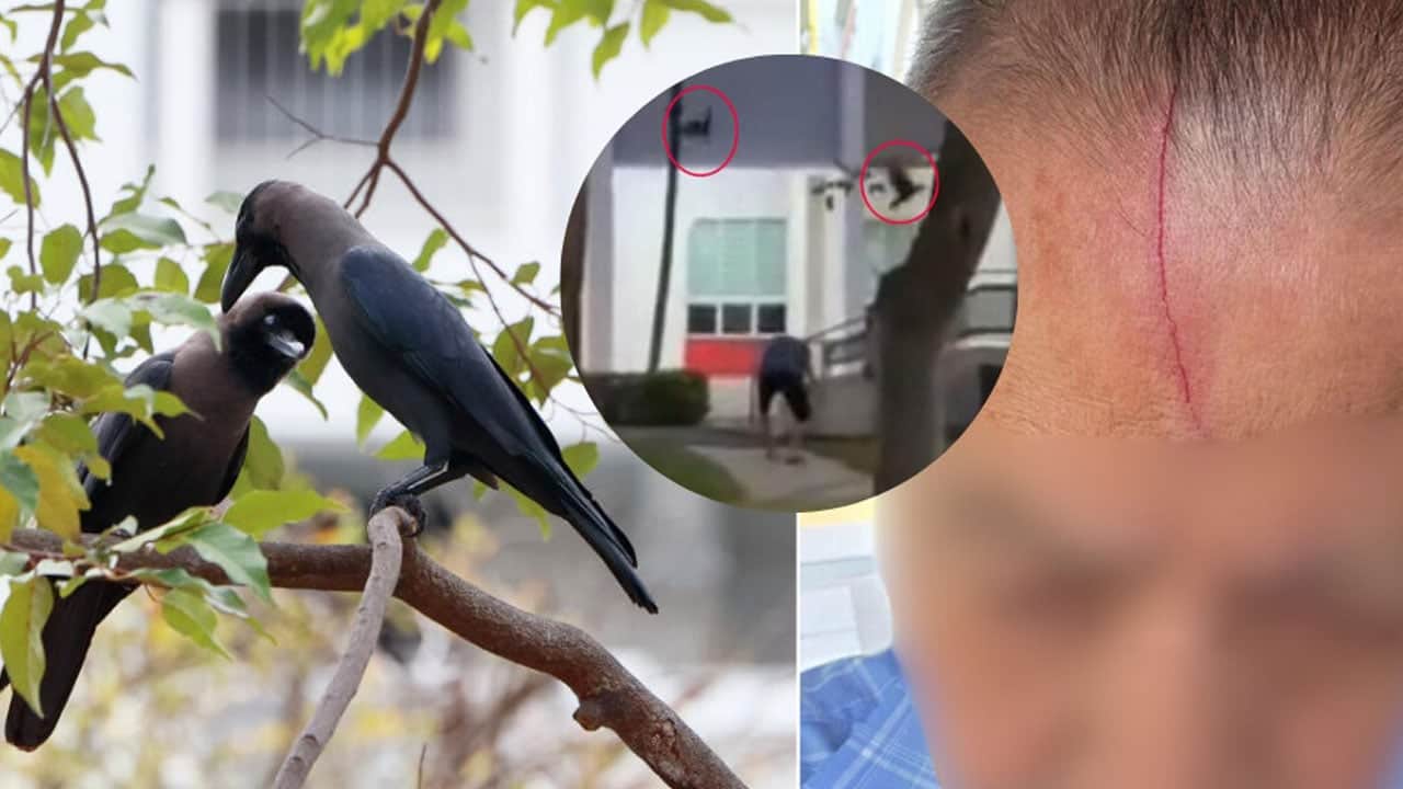 Foto - Şehri istila edip herkese saldırmaya başlayınca vur izni çıktı! Kargalara silahlı operasyon...