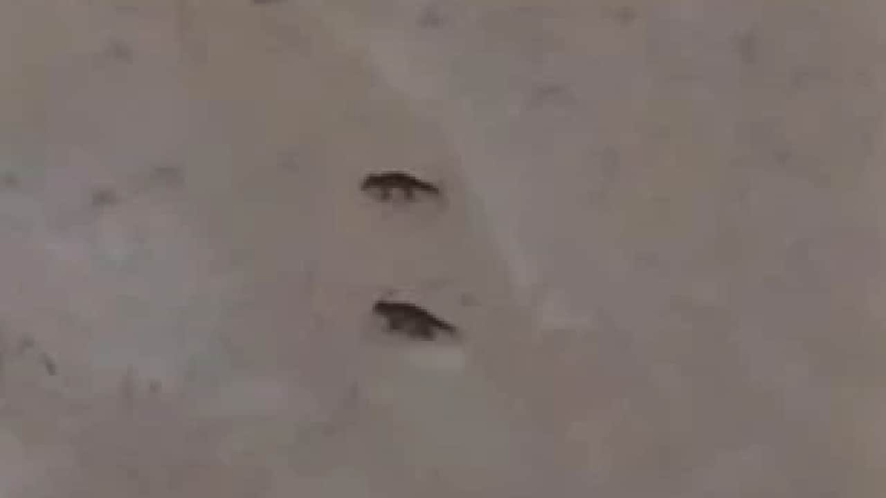 Sert kış dayanılamaz hale geldi! Yaban hayvanları şehre indi