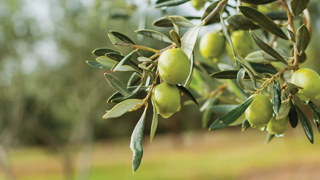Foto - Sessiz sedasız iflasın eşiğine geldiler! 40 yıllık zeytin devinden kötü haber