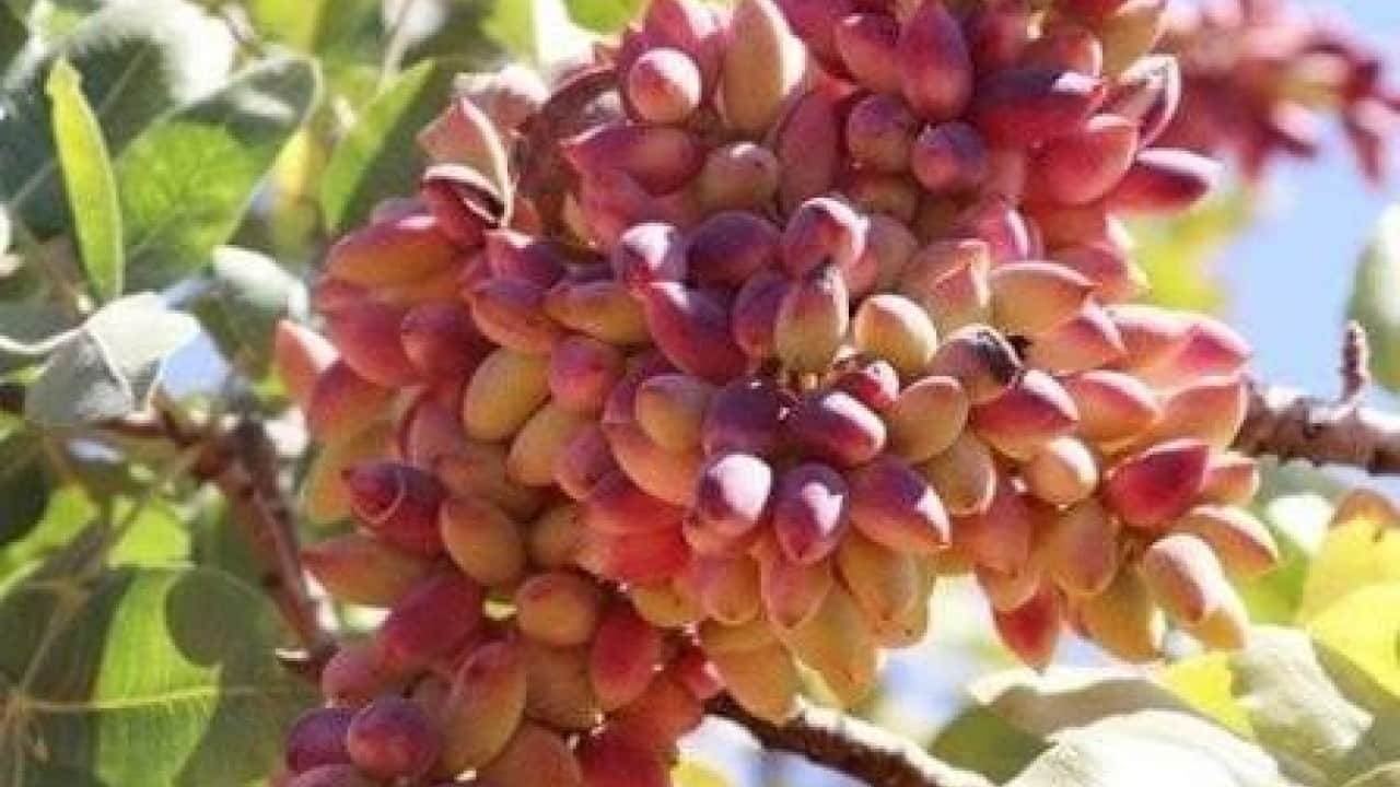 Foto - Sezonun ilk ürünü tezgaha çıktı Fiyatı dudak uçuklattı!