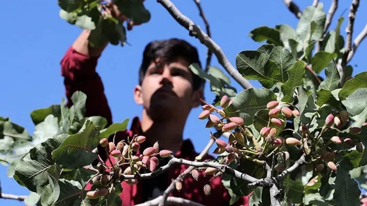 Foto - Sezonun ilk ürünü tezgaha çıktı Fiyatı dudak uçuklattı!