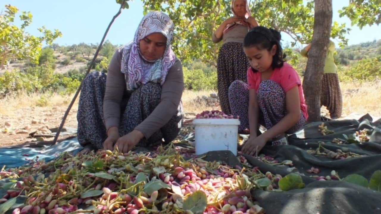 Foto - Sezonun ilk ürünü tezgaha çıktı Fiyatı dudak uçuklattı!