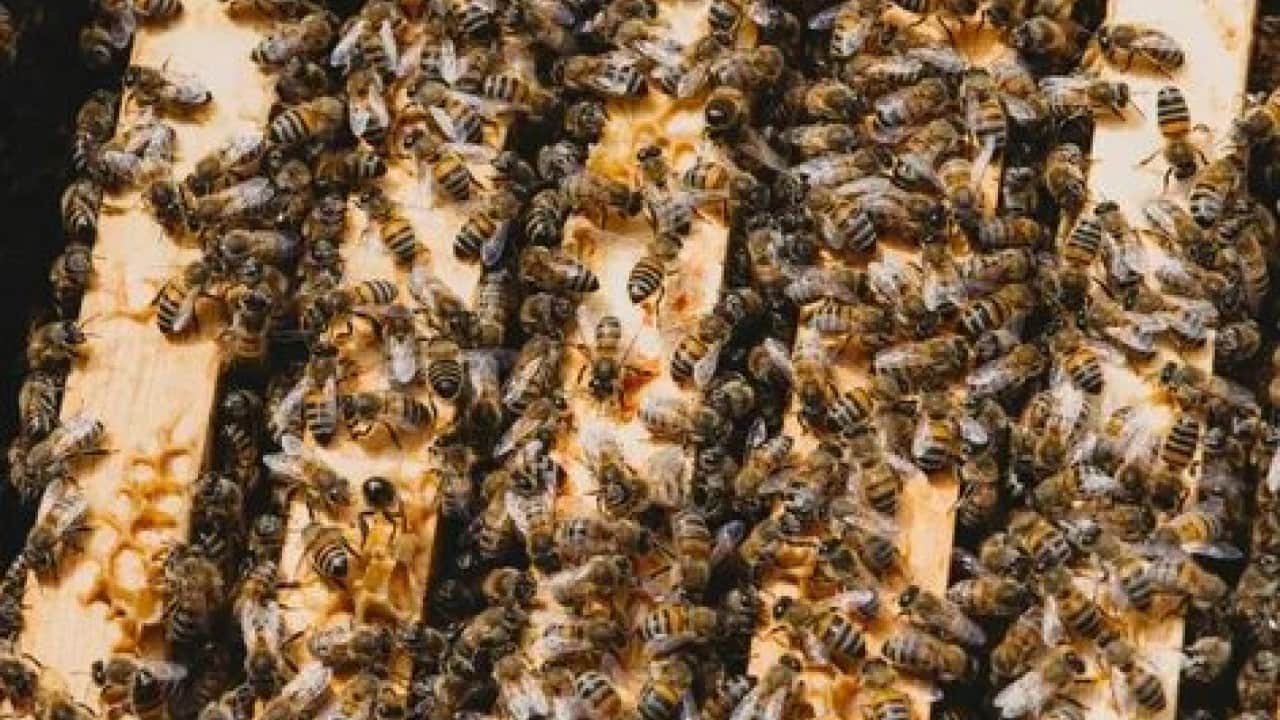 Foto - Şifa deposunun yeni sezon fiyatı rekor kırdı! Hasat bitti ama etiketi görenler şaşkına döndü!