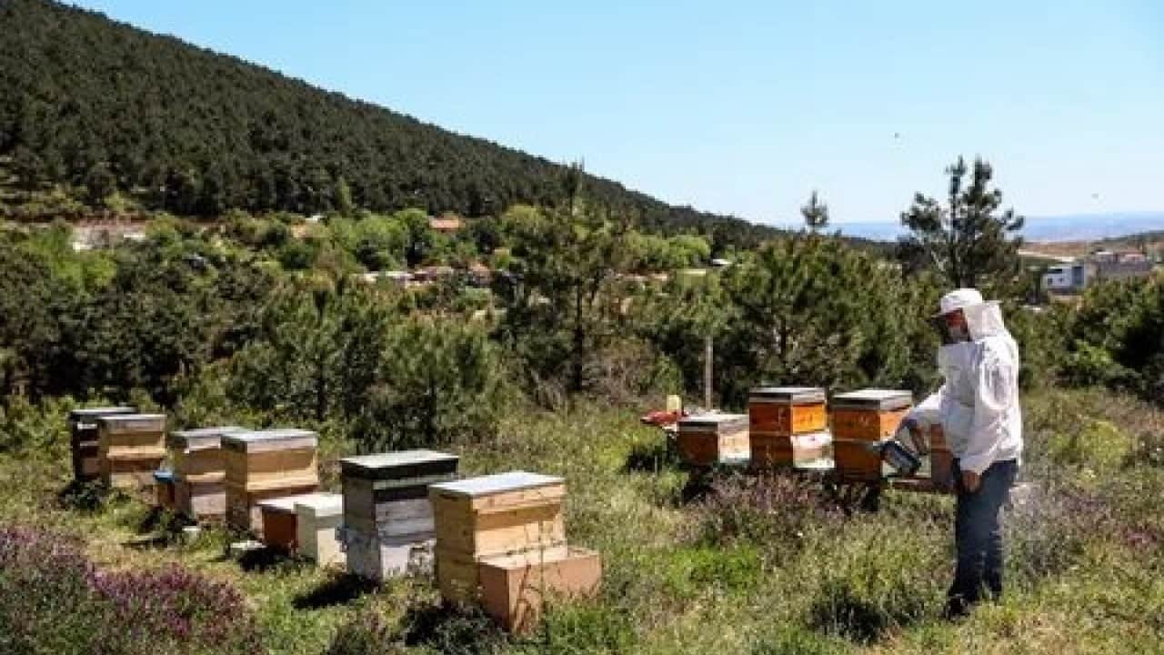 Foto - Şifa deposunun yeni sezon fiyatı rekor kırdı! Hasat bitti ama etiketi görenler şaşkına döndü!