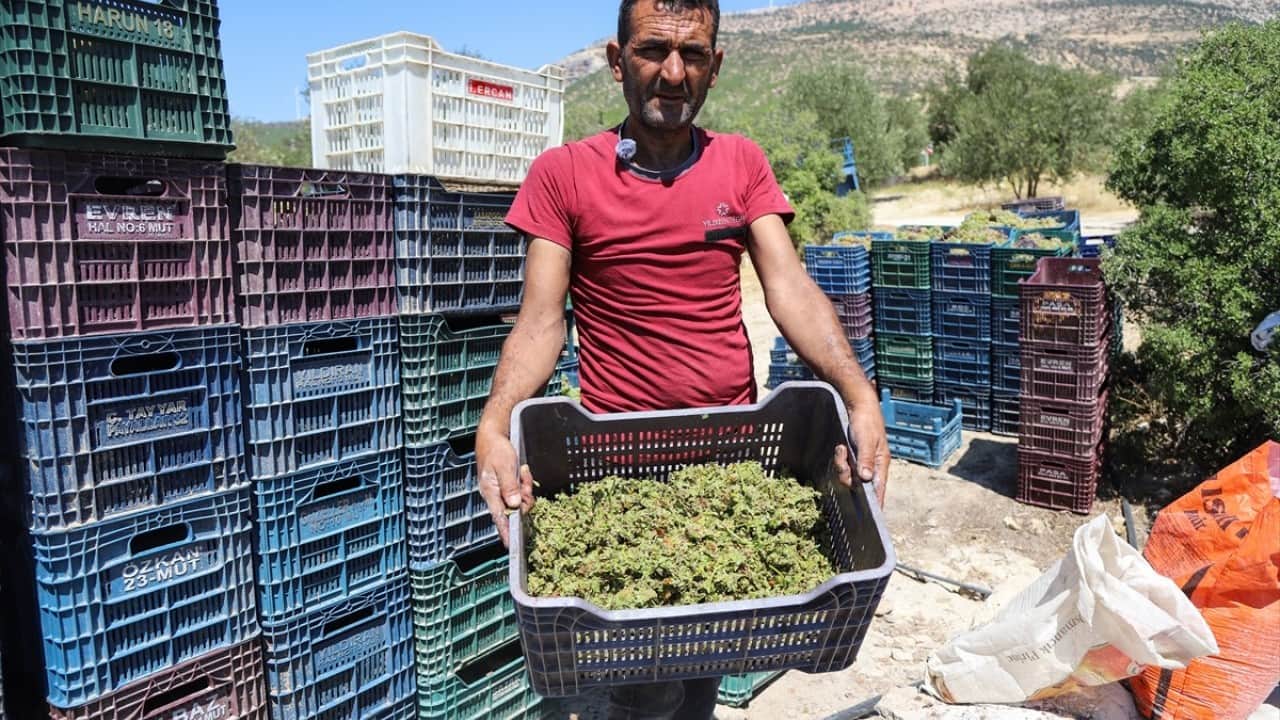 Foto - Şıhranada toplanıp yapıyorlar Pekmezi satmıyor kendileri tüketiyorlar