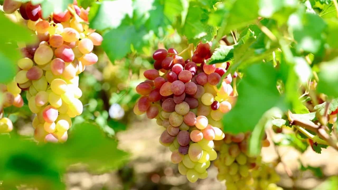 Siirt’in tescilli lezzeti Avrupa yolcusu! Hasadı başladı, yaprağı sınırları aştı