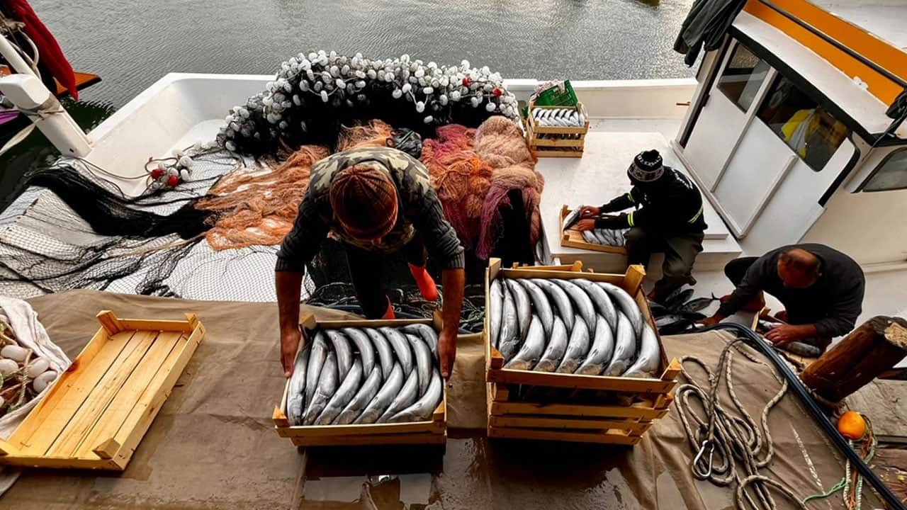 Foto - Sinop'ta ‘askıda palamut’ başladı