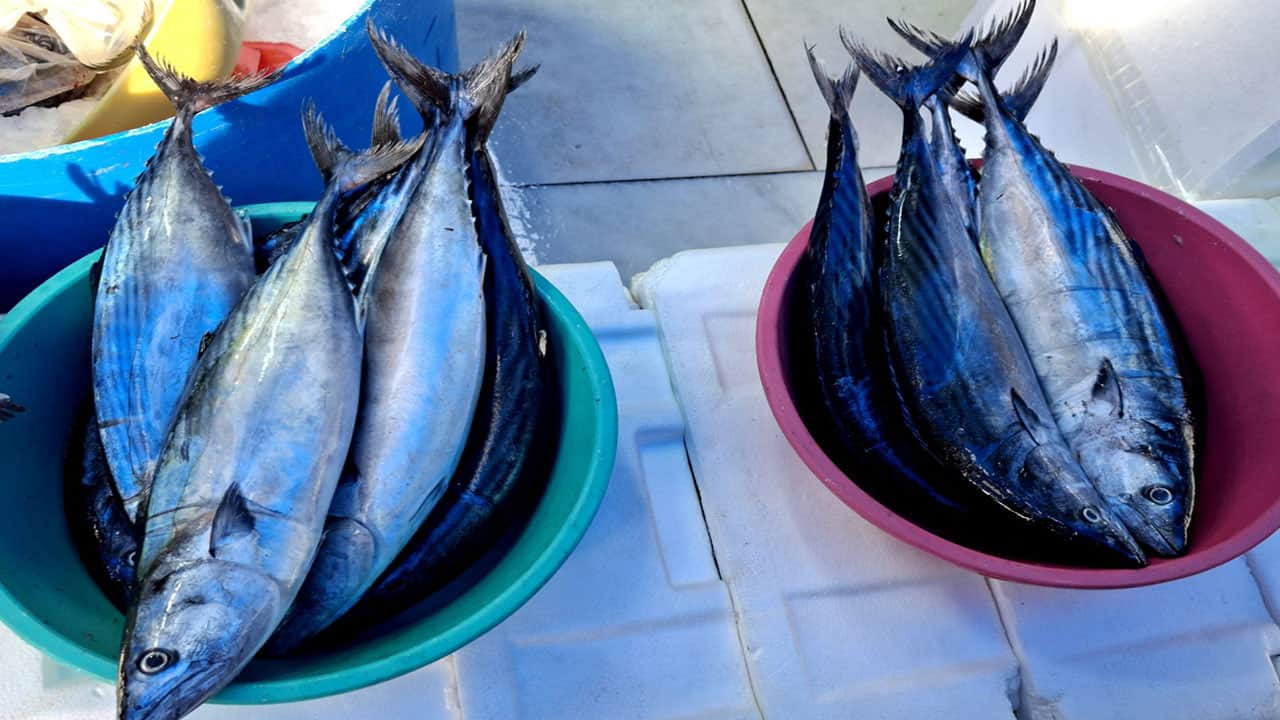 Foto - Sinop'ta ‘askıda palamut’ başladı