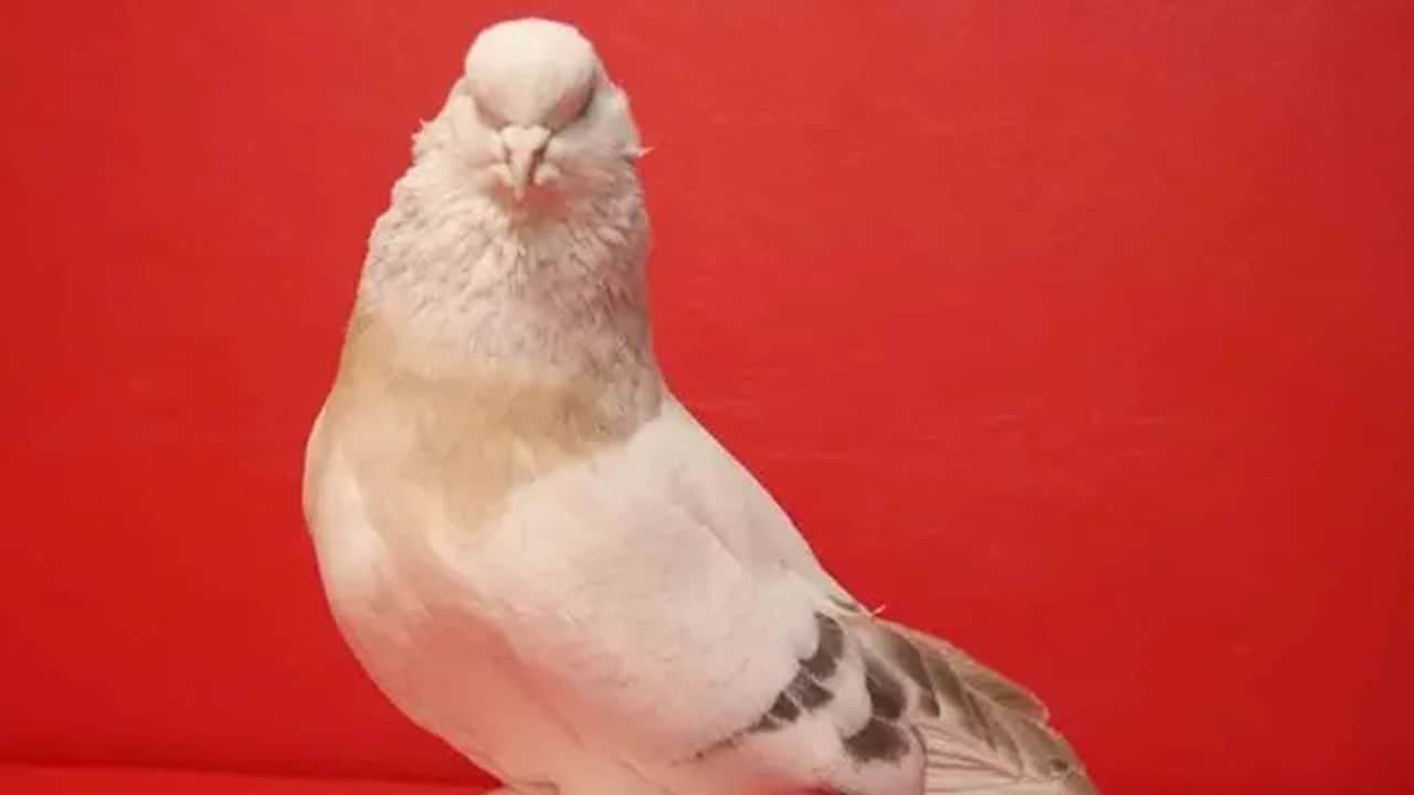 Foto - Uzun yol şoförünün güvercin sevdası: Sıra dışı olay... 6 güvercininin toplam değeri 700 bin TL
