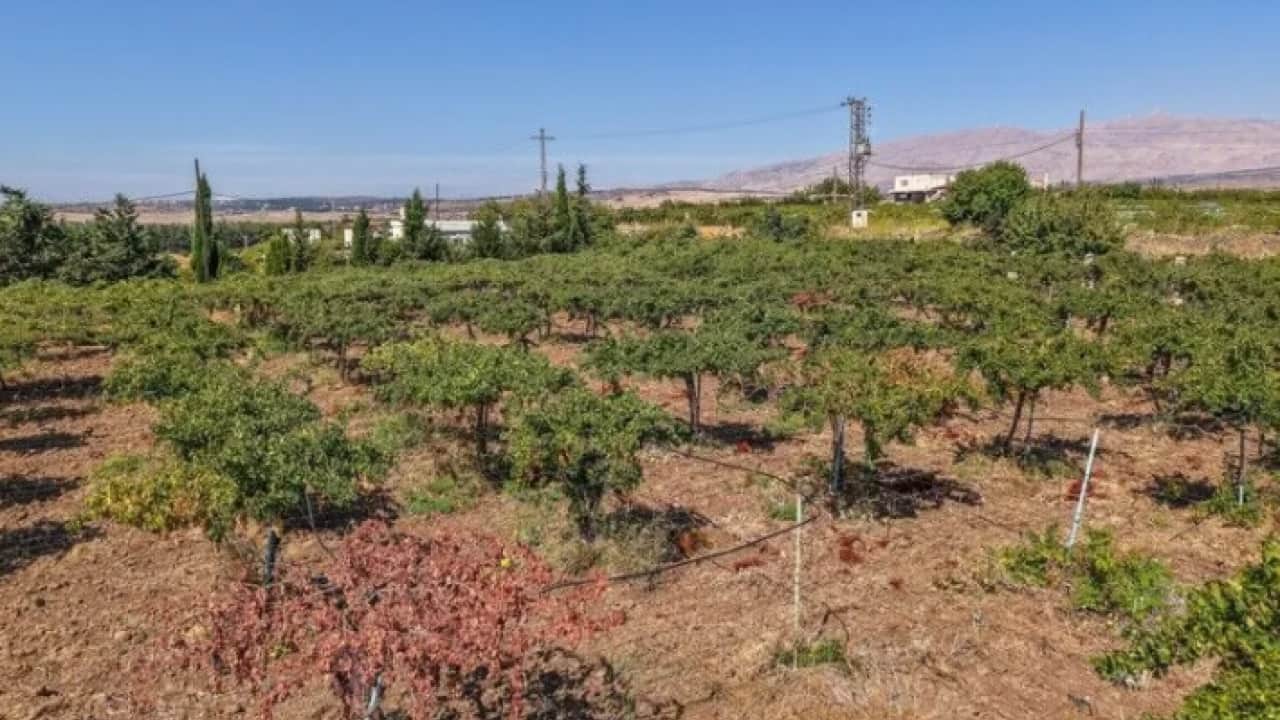 Siyonist alçaklar tarıma da engel: Terörün gölgesinde üzüm hasadı!
