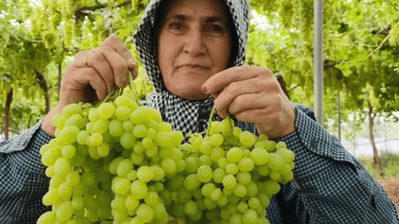 Foto - Siyonist alçaklar tarıma da engel: Terörün gölgesinde üzüm hasadı!