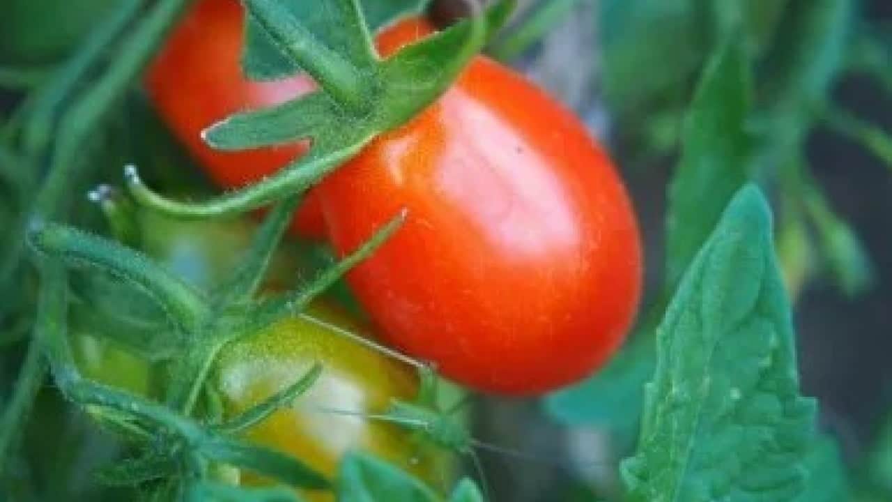 Foto - Şok Marketler Türkiye'ye müjdeyi 'o ürünü de ekledik' diyerek verdi: Vatandaşlar bunu duyunca koşa koşa gidip alacak