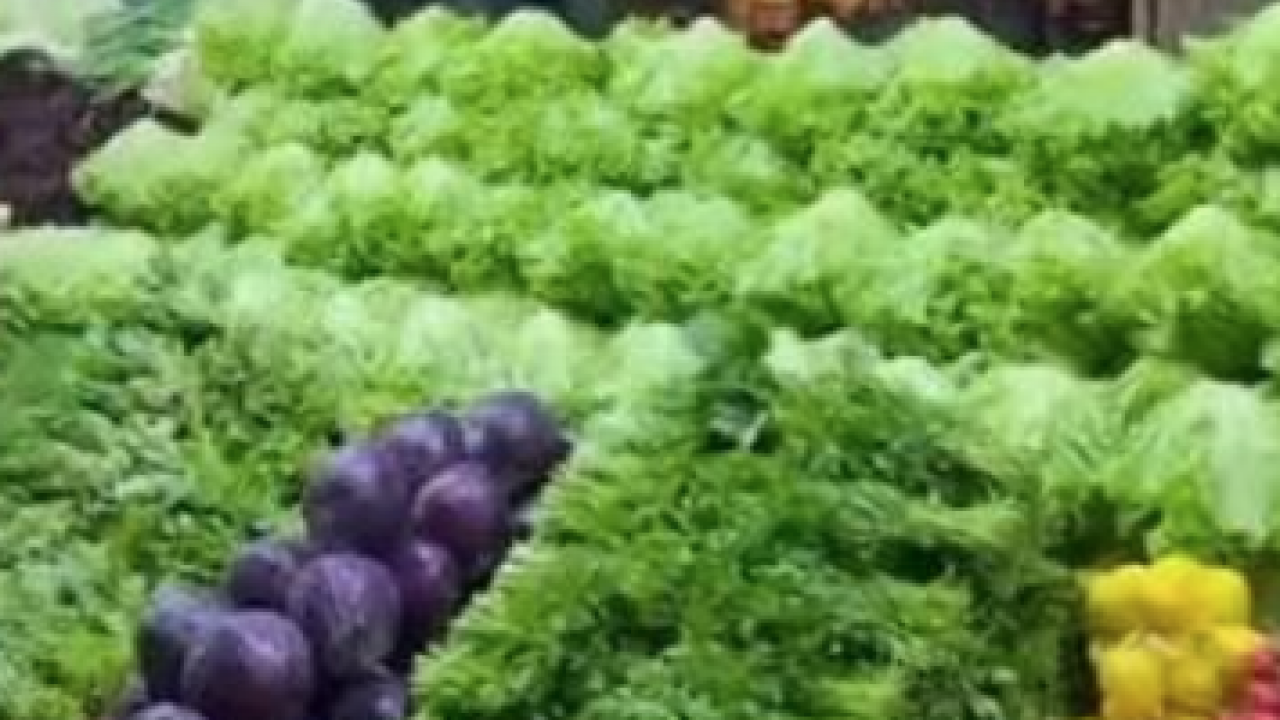 Foto - Şok uygulayın ve: Pazardaki pörsümüş yeşillikleri ilk günkü gibi canlı yapan teknik
