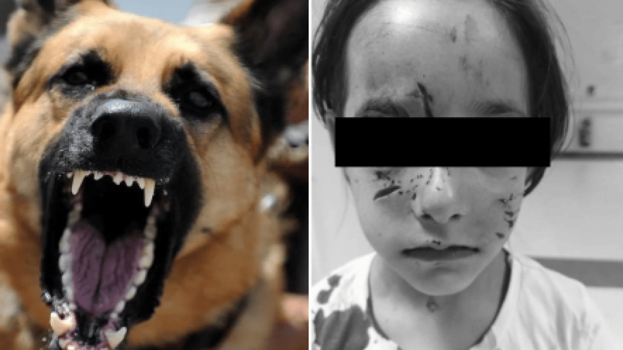 Foto - Sokak terörünün sözcülüğüne soyundu! Köpeksevici Belovacıklı’dan vahşeti görmezden gelen alçaklık! Çocuk ölümleri umrunda değil