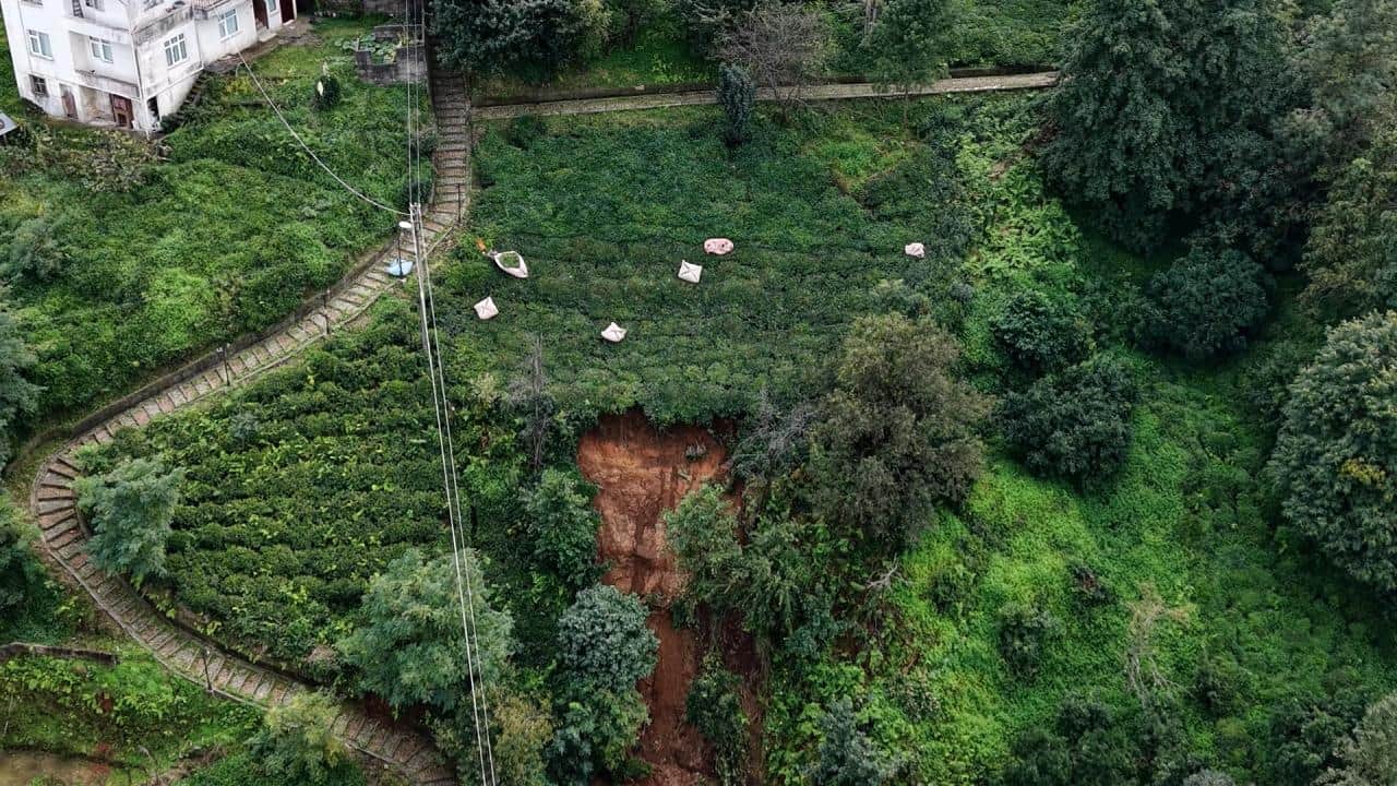 Son sürgünü topluyorlar! Heyelanlı bölgede çay hasadı