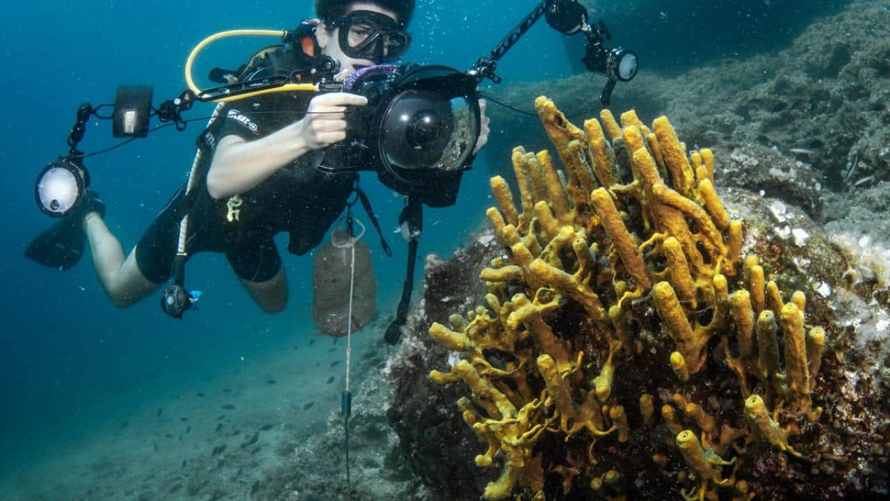 Foto - Su altında fotoğraflar çekiyor! 16 yaşında ‘doğanın çığlığını’ duyuruyor