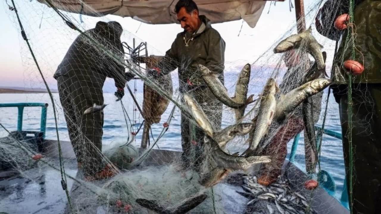 Foto - Su ürünleri avcılığında düzenleme yapıldı! İşte yeni sınırlamalar ve kurallar 