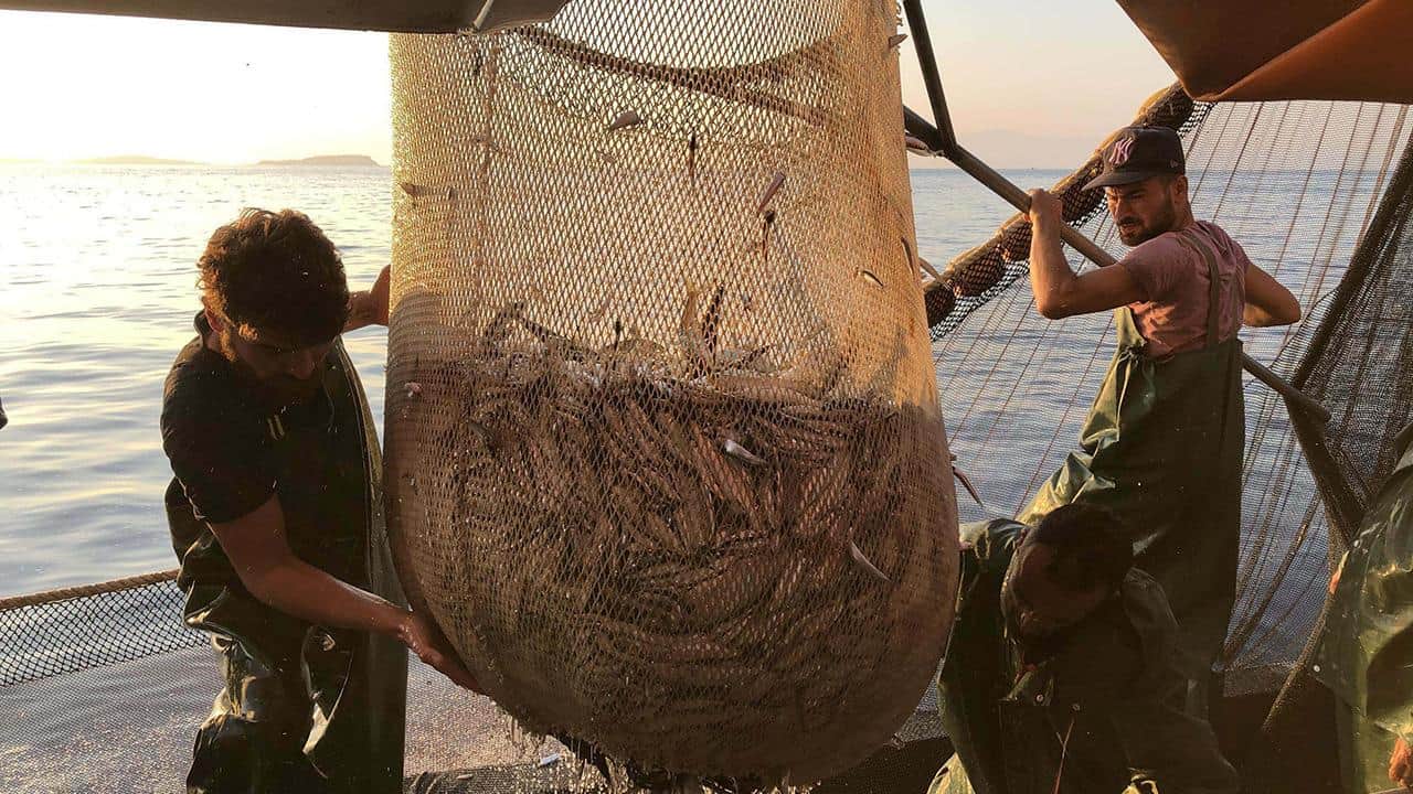 Foto - Su ürünleri avcılığında düzenleme yapıldı! İşte yeni sınırlamalar ve kurallar 