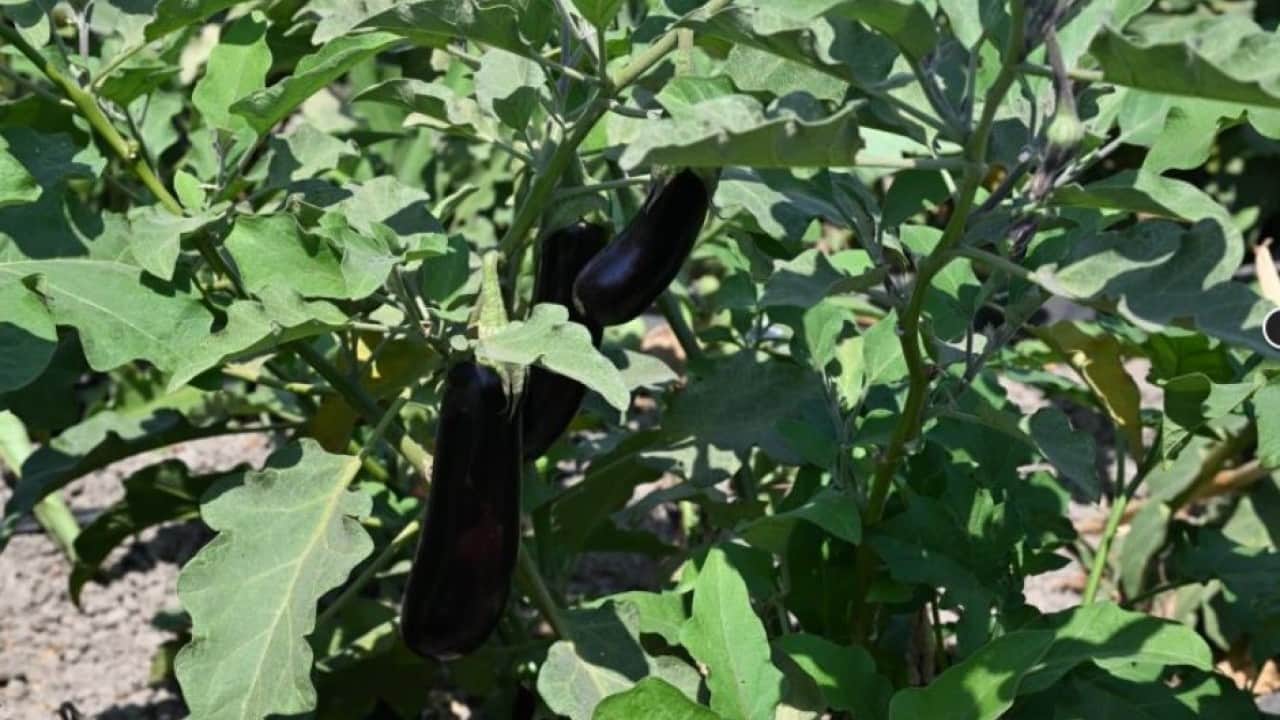 Foto - Sular altında kalan tarlada yeniden hasat heyecanı