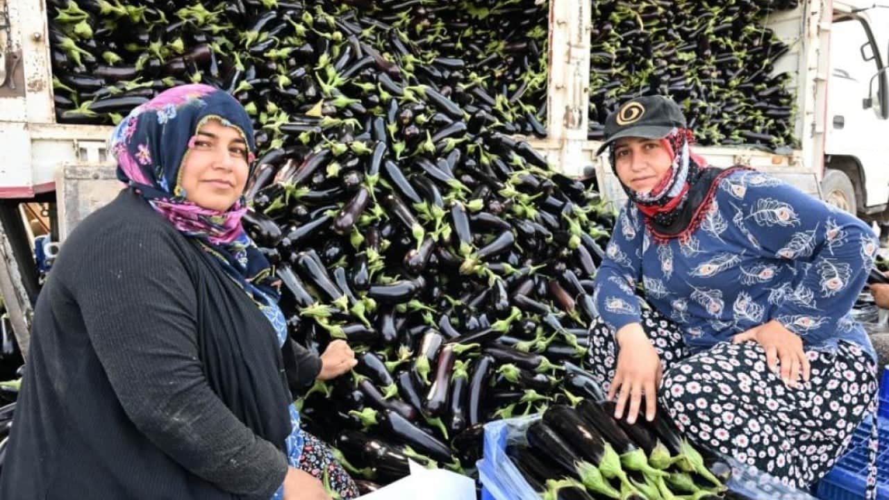 Sular altında kalan tarlada yeniden hasat heyecanı