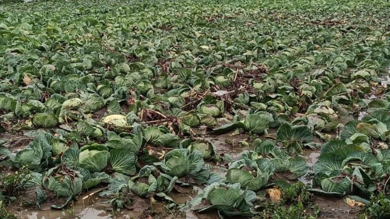 Foto - Sular altında kalan tarlada yeniden hasat heyecanı