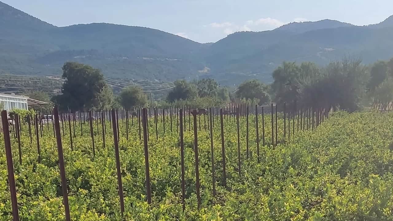 Foto - Süper meyve aronya bitkisi: Hem sağlık hem ekonomi için üretiliyor! Türkiye'nin dört bir yanına gönderiyor