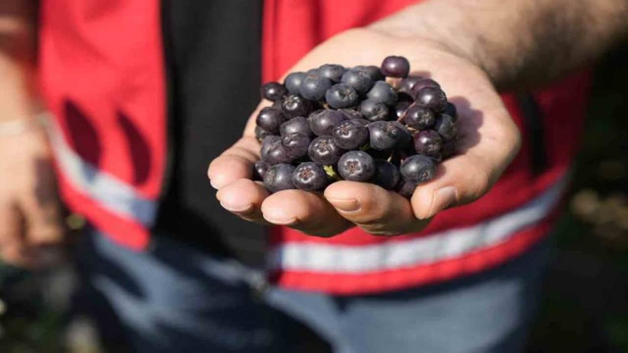 Foto - Süper meyve aronya: En güçlü yüksek antioksidan içerikli bu bitkinin değeri organik tarımla katlanıyor! Hasadı başladı