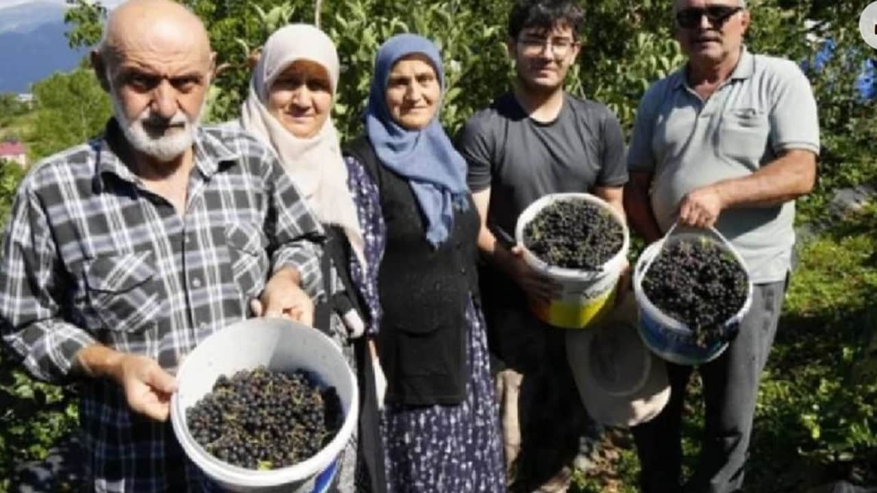 Foto - Süper meyve aronya Tıp dünyasında faydaları ile öne çıkarken KZO Başkanı Karakaş; 'Hedef 22 bin diye' söyledi