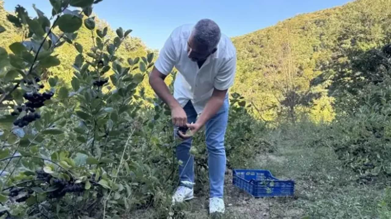 Foto - 'Süper meyve'nin hasadı başladı: Kalp ve damarları otobana çeviriyor!