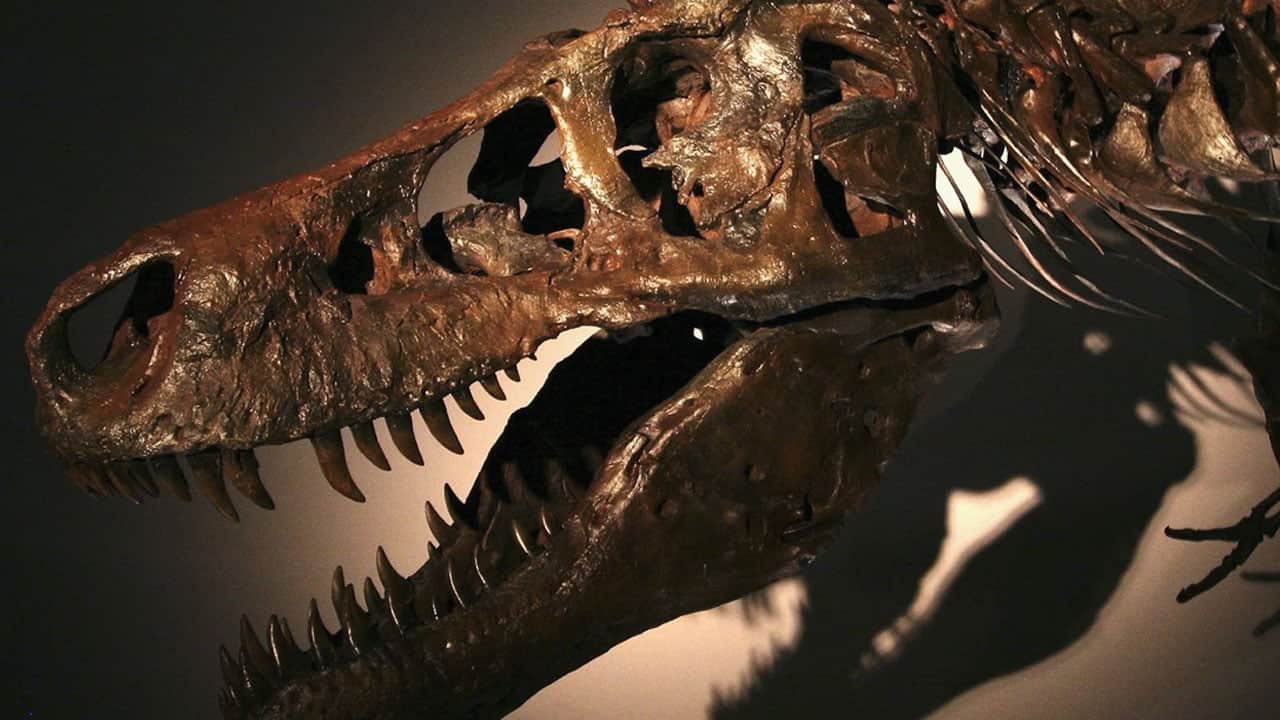 T. rex’i yıllardır yanlış mı çiziyoruz? 67 milyon yıllık fosilde şaşırtan ayrıntı