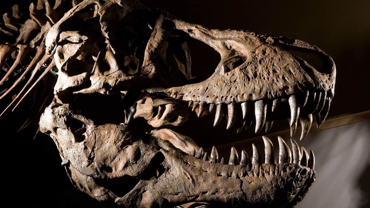 Foto - T. rex’i yıllardır yanlış mı çiziyoruz? 67 milyon yıllık fosilde şaşırtan ayrıntı