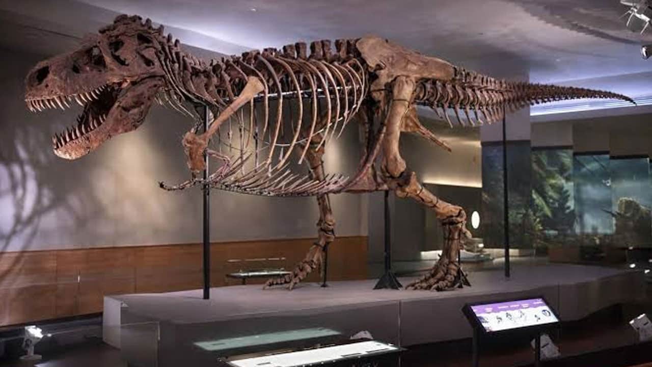 Foto - T. rex’i yıllardır yanlış mı çiziyoruz? 67 milyon yıllık fosilde şaşırtan ayrıntı
